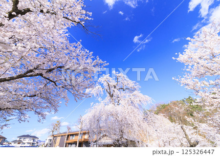 桜満開の臥竜公園 桜満開の臥竜公園 125326447