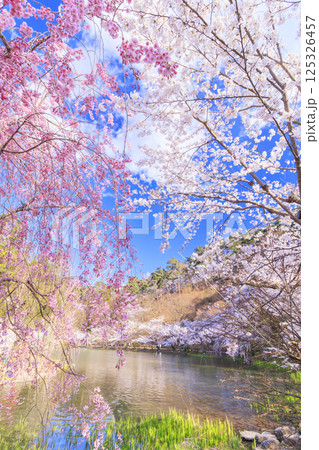 桜満開の臥竜公園 桜満開の臥竜公園 125326457