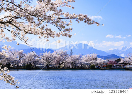 桜満開の臥竜公園 125326464