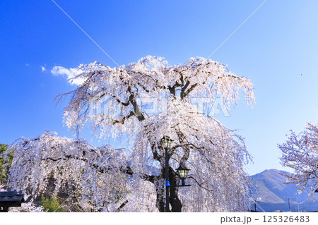 桜満開の臥竜公園 125326483