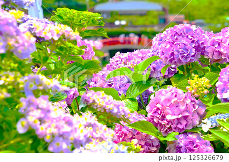 綺麗な紫陽花と補陀橋 綺麗な紫陽花と補陀橋 125326679