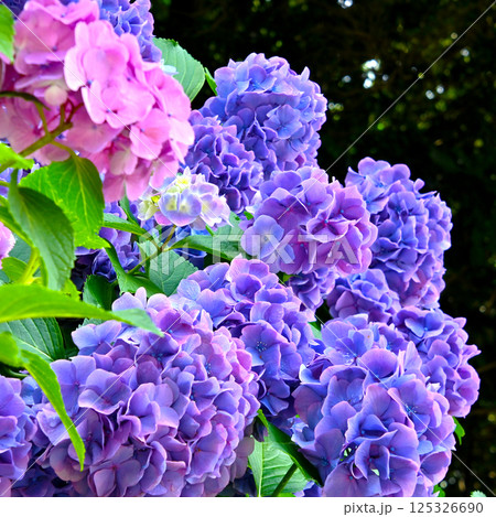 形原温泉あじさいの里の　 綺麗なアジサイの花 125326690