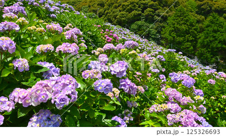 満開の紫陽花  形原温泉あじさいの里 125326693