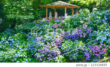 満開の紫陽花  形原温泉あじさいの里 125326695