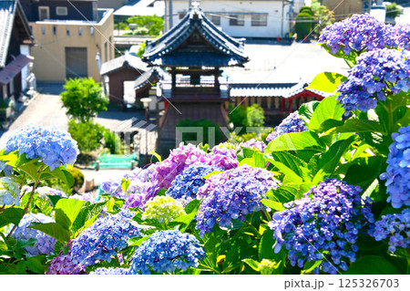 綺麗な紫陽花と補陀寺の鐘楼堂 綺麗な紫陽花と補陀寺の鐘楼堂 125326703