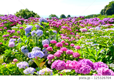 5万株のアジサイが美しく咲き誇る形原温泉あじさいの里 5万株のアジサイが美しく咲き誇る形原温泉あじさいの里 125326704