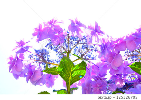 あじさいの里の 綺麗なアジサイの花 あじさいの里の 綺麗なアジサイの花 125326705