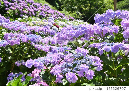 あじさいの里の　 綺麗なアジサイの花 125326707