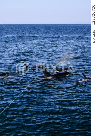 シャチの群れ、北の海を泳ぐ 125326720