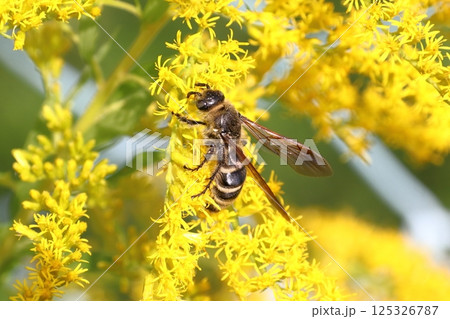キンケハラナガツチバチ（東京都日野市） 125326787