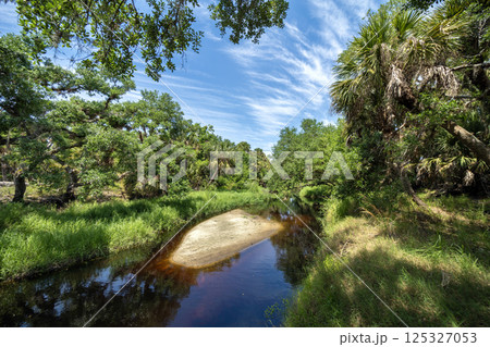 Tropical rainforest ecosystem. Florida jungles with green palm trees, fresh water river and wild vegetation in southern USA 125327053