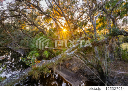 Tropical rainforest ecosystem. Florida jungles with green palm trees, fresh water river and wild vegetation in southern USA 125327054