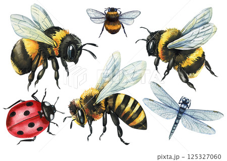 Watercolor insects clipart set with honey bees, bumblebees, ladybug, dragonfly, vintage natural collection isolated 125327060