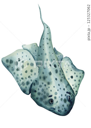 Watercolor stingray fish illustration spotted pattern, marine sea life animal, ocean wildlife clipart isolated on white Watercolor stingray fish illustration spotted pattern, marine sea life animal, ocean wildlife clipart isolated on white 125327062