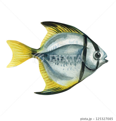 Watercolor silver tropical fish with yellow fins isolated marine reef illustration. Hand drawn sea aquarium animal art 125327085