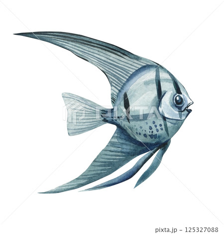 Angelfish, Watercolor tropical fish long fins isolated illustration, exotic aquarium fish art vintage naturalist style 125327088