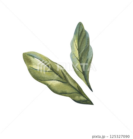 Watercolor green botanical leaves illustration, hand painted foliage clipart nature plant art isolated white background Watercolor green botanical leaves illustration, hand painted foliage clipart nature plant art isolated white background 125327090