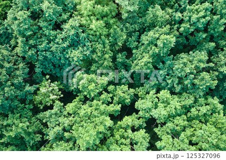 Top down flat aerial view of dark lush forest with green trees canopies in summer 125327096