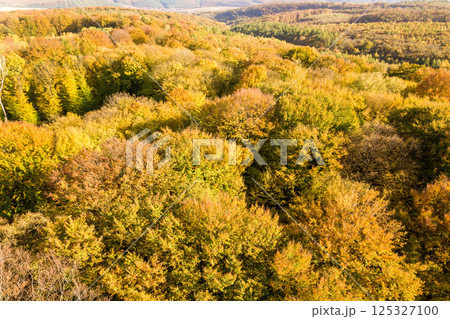 Top down aerial view of green and yellow canopies in autumn forest with many fresh trees. Top down aerial view of green and yellow canopies in autumn forest with many fresh trees. 125327100