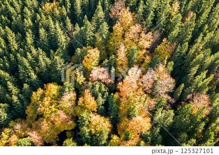 Top down aerial view of green and yellow autumn forest with many fresh trees. 125327101