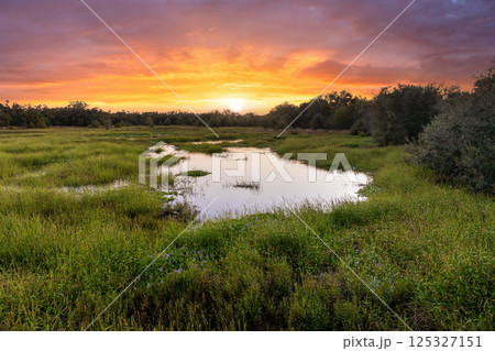 Subtropical wild vegetation with wetland lake and green swamp in southern Florida, USA. Marshland ecosystem Subtropical wild vegetation with wetland lake and green swamp in southern Florida, USA. Marshland ecosystem 125327151