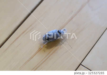 ロボット掃除機の手入れ ロボット掃除機の手入れ 125327285