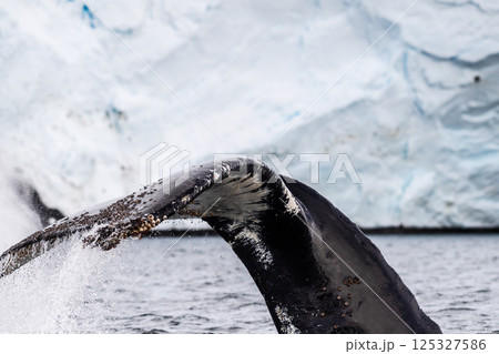 Tail of a humpback whale in the Antarctic Tail of a humpback whale in the Antarctic 125327586