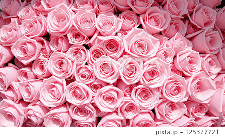 Beautiful pink roses in full bloom for use as a background image. 125327721