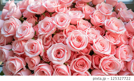 Beautiful pink roses in full bloom for use as a background image. 125327722