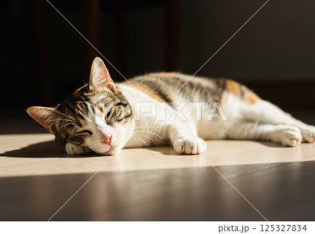 日だまりでくつろぐ三毛猫のアップ（AI生成画像） 125327834