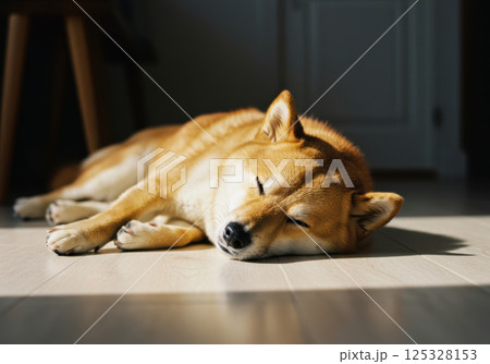 縁側で日向ぼっこする柴犬のリラックスショット（AI生成画像） 125328153