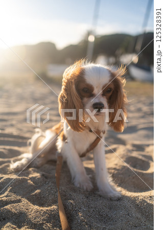 A cute Cavalier King Charles Spaniel puppy sitting on a sandy beach during sunset. The soft sunlight creates a warm and peaceful atmosphere, perfect for themes of leisure, pets, and nature. A cute Cavalier King Charles Spaniel puppy sitting on a sandy beach during sunset. The soft sunlight creates a warm and peaceful atmosphere, perfect for themes of leisure, pets, and nature. 125328391