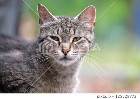 Portrait of gray cat resting on steet outdoors in summer 125328772