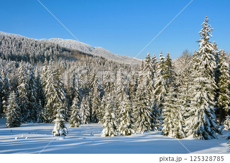 Pine trees covered with fresh fallen snow in winter mountain forest on cold bright day. 125328785