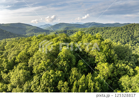 Mountain forest with green canopies in summertime season. North Carolina wild woods nature in summer 125328817