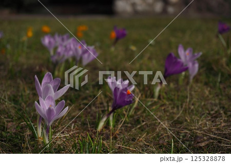 delicate purple crocuses in a clearing on a sunny spring day. first flowers after winter and the change of seasons 125328878