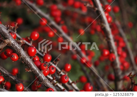 Bright red holly berries on branches as background, Winterberry Christmas Bright red holly berries on branches as background, Winterberry Christmas 125328879