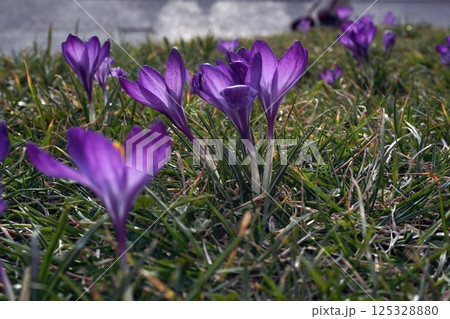 delicate purple crocuses in a clearing on a sunny spring day. first flowers after winter and the change of seasons delicate purple crocuses in a clearing on a sunny spring day. first flowers after winter and the change of seasons 125328880