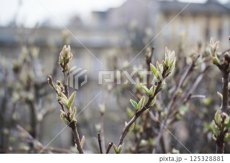 Fresh green leaves are on branches on bushes. Blurred city background, spring season changes. Fresh green leaves are on branches on bushes. Blurred city background, spring season changes. 125328881