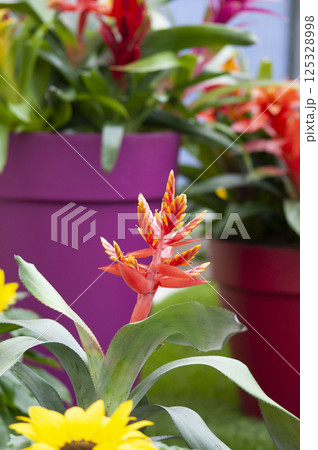 Guzmania in the flowerpot . House, office plant. Guzmania in the flowerpot . House, office plant. 125328998