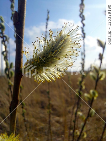 Blooming willow flower in a sunny field on a clear day 125329190