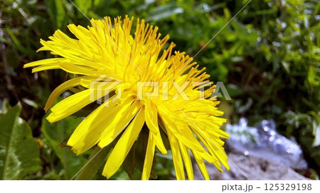 Dandelion flower blooming vibrantly in springtime greenery under bright sunlight 125329198