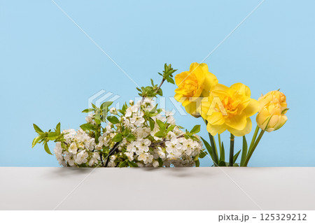Fresh branch of white cherry blossoms with yellow daffodils and tulips on a gray table. Spring composition of branches of flowering trees Fresh branch of white cherry blossoms with yellow daffodils and tulips on a gray table. Spring composition of branches of flowering trees 125329212