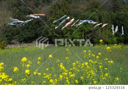 菜の花と鯉のぼり 125329316