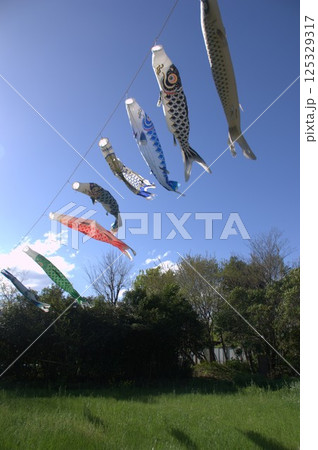 鯉のぼり 鯉のぼり 125329317