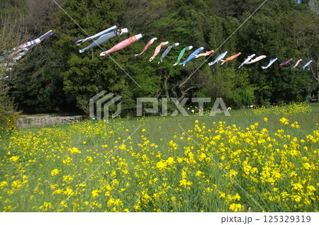 菜の花と鯉のぼり 125329319