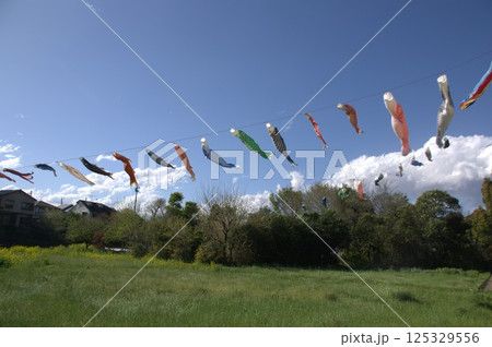 鯉のぼり 125329556