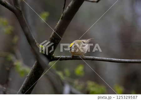 Goldcrest smallest bird in the family Sylviidae Goldcrest smallest bird in the family Sylviidae 125329587