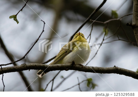 green and white bird, the wood warbler green and white bird, the wood warbler 125329588