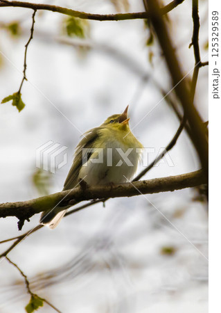 green and white bird, the wood warbler 125329589
